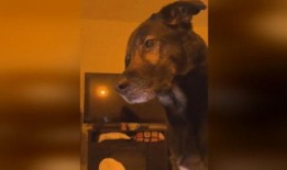 爆料狗狗打架视频播放在线观看,在线观看惊心动魄瞬间